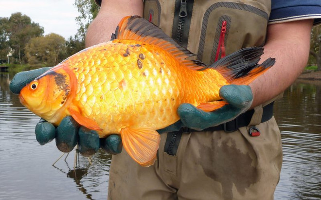 Phát hiện nhiều con cá vàng có kích thước lớn bất thường ảnh 2