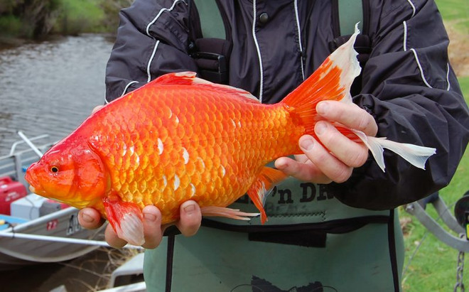 Phát hiện nhiều con cá vàng có kích thước lớn bất thường ảnh 1