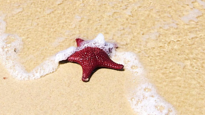 Sao biển chết hàng loạt ở Australia không liên quan đến bệnh ảnh 1