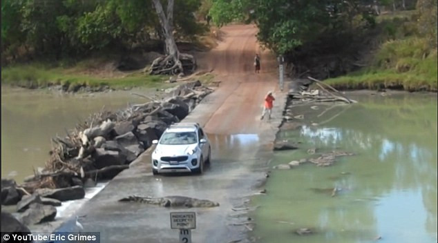 [Video] Tài xế bối rối khi bị con cá sấu khổng lồ chắn đường ảnh 1