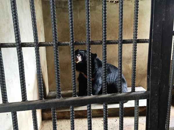 Tây Ninh: 2 cá thể gấu nuôi nhốt gần 10 năm cần được cứu hộ ảnh 1