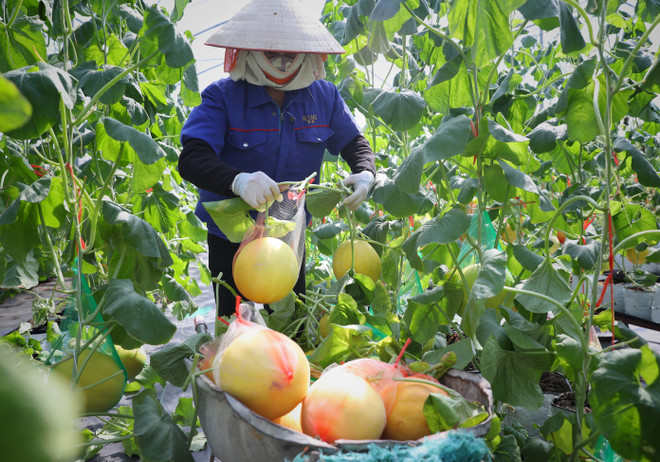 Phấn đấu mỗi HTX thanh niên là một doanh nghiệp ứng dụng công nghệ số ảnh 1