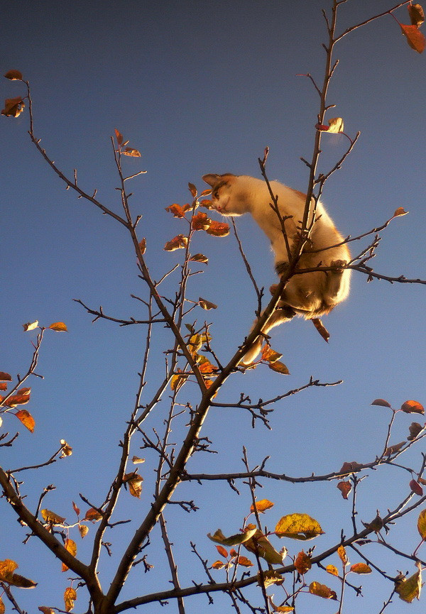 Thu về, cùng ngắm loài vật "ngơ ngác đạp trên lá vàng khô" ảnh 9