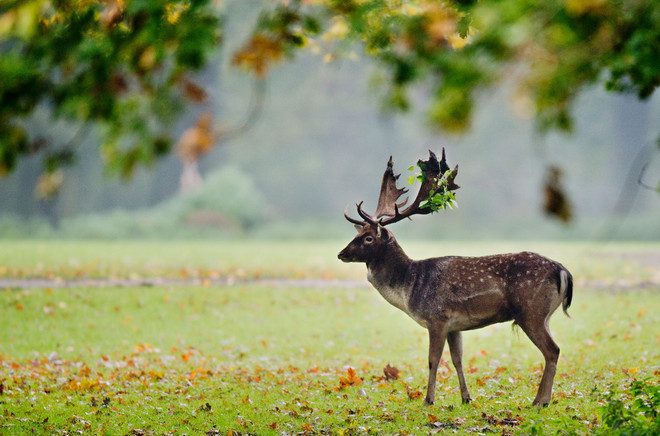 Thu về, cùng ngắm loài vật "ngơ ngác đạp trên lá vàng khô" ảnh 8