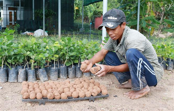 Việt Nam ứng dụng “bom hạt giống” để tái tạo hệ thực vật vùng khô hạn ảnh 2