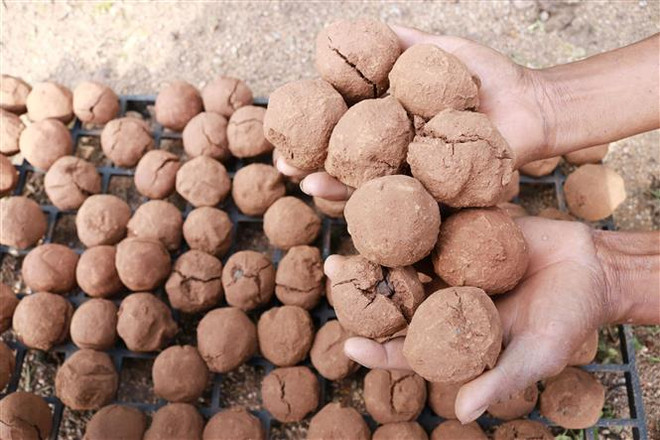 Việt Nam ứng dụng “bom hạt giống” để tái tạo hệ thực vật vùng khô hạn ảnh 1