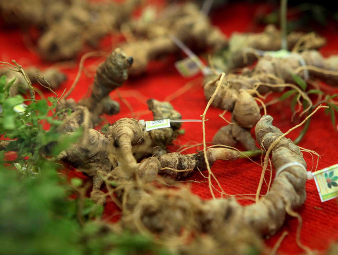 Quảng Nam: Mở rộng vùng trồng sâm gắn với chế biến và du lịch ảnh 2