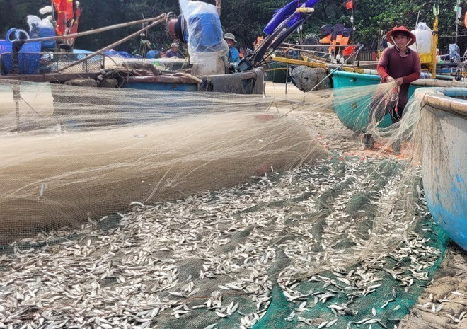 Bà Rịa-Vũng Tàu: Trúng đậm mùa cá trích, nhiều ngư dân phấn khởi ảnh 1
