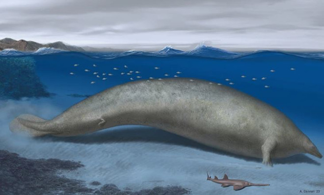 Phát hiện sinh vật có trọng lượng lớn nhất từ trước tới nay ở Peru ảnh 1