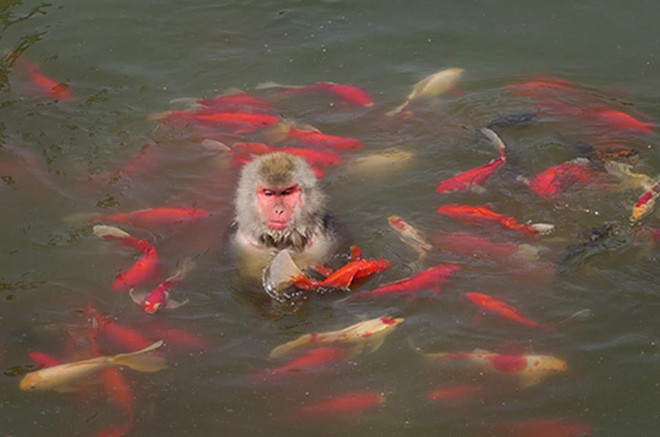 Lạ lùng cảnh khỉ nhảy xuống hồ nước để giải nhiệt và bắt cá ăn ảnh 3