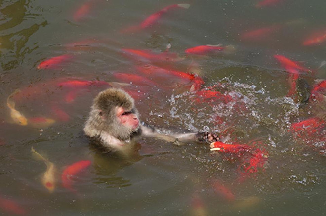 Lạ lùng cảnh khỉ nhảy xuống hồ nước để giải nhiệt và bắt cá ăn ảnh 1