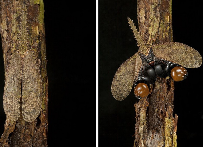 Côn trùng - bậc thầy về khả năng ngụy trang trong tự nhiên ảnh 3