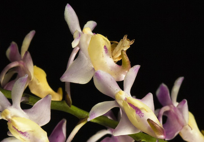 Côn trùng - bậc thầy về khả năng ngụy trang trong tự nhiên ảnh 4