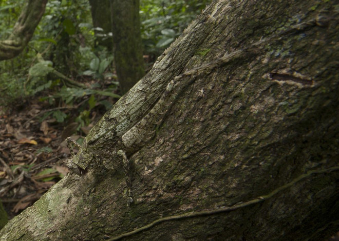 Côn trùng - bậc thầy về khả năng ngụy trang trong tự nhiên ảnh 7