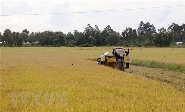 Kiên Giang: Xuất khẩu gạo 8 tháng vượt kế hoạch cả năm 2023 ảnh 1