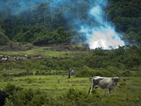 Mỹ Latinh cam kết tái trồng 20 triệu hécta rừng vào năm 2020 ảnh 1