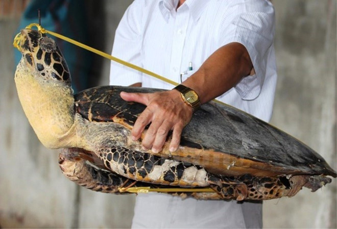 5 loài rùa biển quý hiếm của Việt Nam đang bị đe dọa nghiêm trọng ảnh 3