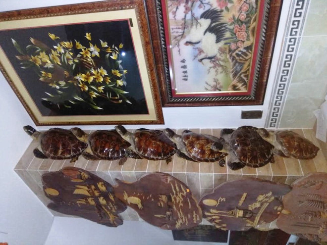 5 loài rùa biển quý hiếm của Việt Nam đang bị đe dọa nghiêm trọng ảnh 2