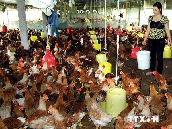 Thái Nguyên công bố nhãn hiệu chứng nhận “Gà đồi Phú Bình” ảnh 1