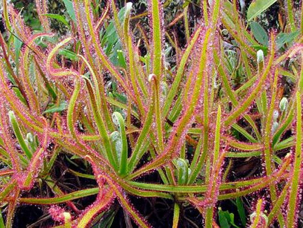 10 sinh vật mới được phát hiện đáng chú ý nhất năm 2015 ảnh 3