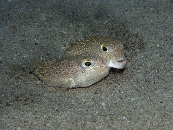 10 sinh vật mới được phát hiện đáng chú ý nhất năm 2015 ảnh 4