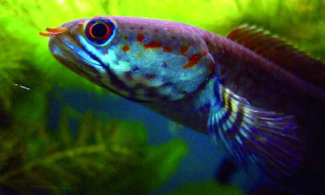 10 sinh vật mới được phát hiện đáng chú ý nhất năm 2015 ảnh 10