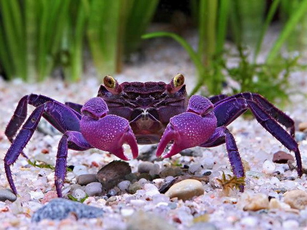 10 sinh vật mới được phát hiện đáng chú ý nhất năm 2015 ảnh 7