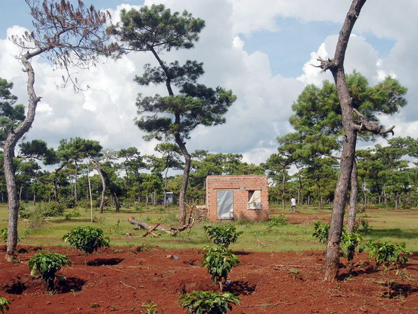 Tây Ninh hỗ trợ di dời gần 500 hộ dân ra khỏi đất lâm nghiệp ảnh 1