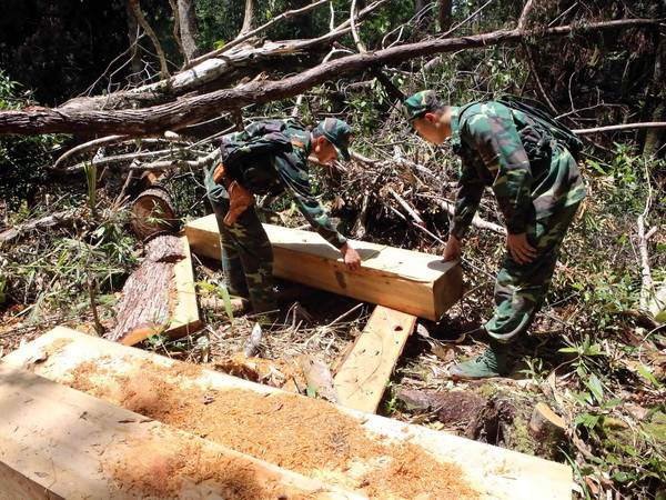 Tuyên phạt 21 bị cáo trong vụ phá rừng pơmu tại Quảng Nam ảnh 1