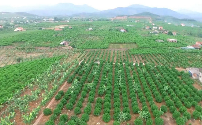 ttxvn_thi xa dong trieu (1).jpg