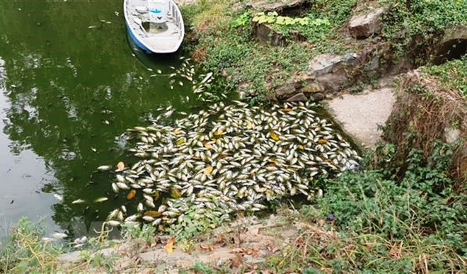 Tổng cục Môi trường thông tin về tình trạng cá chết trên kênh Bưng Cải ảnh 1