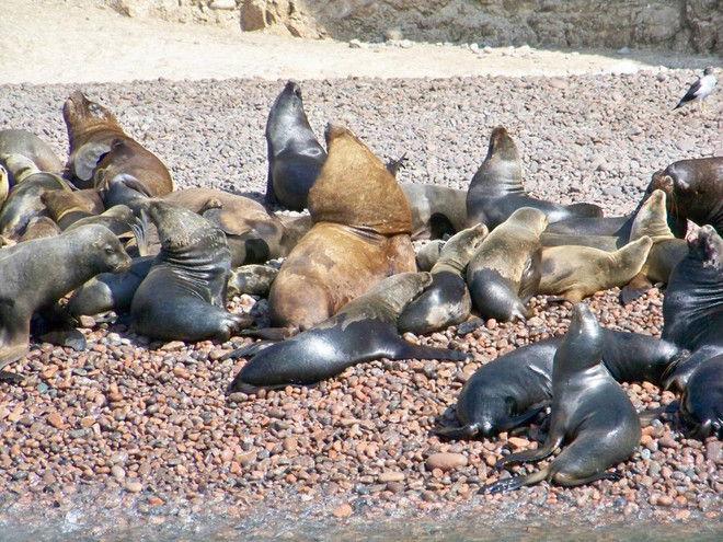 Điều tra nguyên nhân khiến 500 con sư tử biển bị chết và dạt bờ ảnh 1