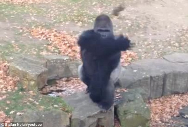 Khỉ đột tức giận ném đá vào du khách đang quay phim mình ảnh 1