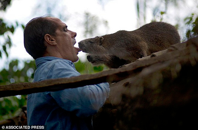 Hai vợ chồng thích làm bạn và chăm sóc những chú chuột lang lớn ảnh 1