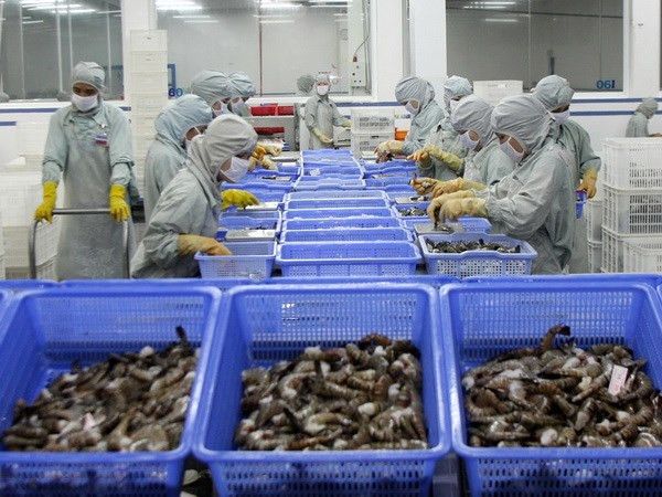 Chế biến tôm xuất khẩu tại Hậu Giang. (Ảnh: Huy Hùng/TTXVN) Nỗ lực đáp ứng tiêu chuẩn xuất khẩu vào thị trường EU ảnh 1