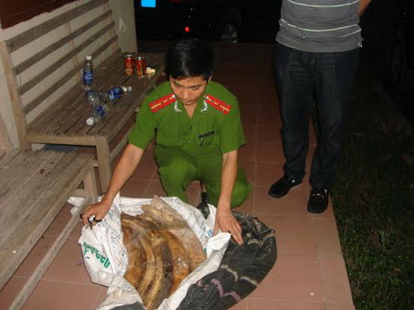 Quảng Ninh thu giữ 243,7kg ngà voi vận chuyển trái phép ảnh 1