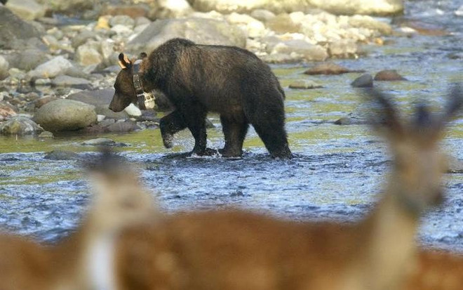 Cậu bé đáng thương bị bố mẹ bỏ rơi trong khu rừng có gấu xám ảnh 1