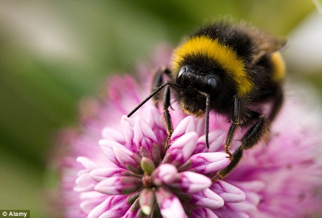 Các nhà khoa học sửng sốt với phát hiện mới về ong lấy phấn hoa ảnh 1