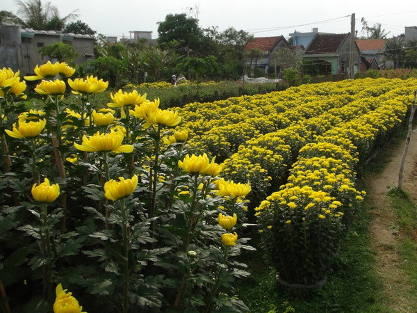 Phú Yên: Hoa cúc nở đẹp phục vụ tết Ất Mùi, giá cao hơn 30% ảnh 1