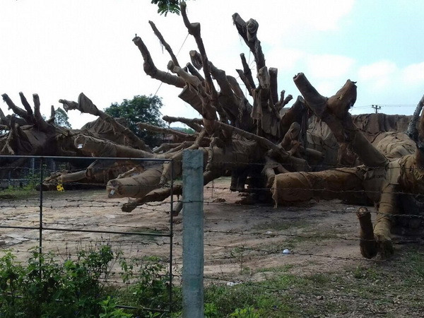 Phó Thủ tướng chỉ đạo xử lý nghiêm vụ vận chuyển "cây quái thú" ảnh 1