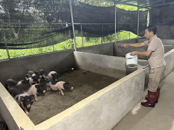 Kết nối chuỗi phát triển thương hiệu sản vật bản địa cho Lợn Móng Cái ảnh 1