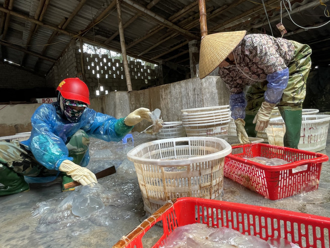 Ngư dân Thanh Hóa rộn ràng bước vào mùa đánh bắt sứa biển ảnh 2