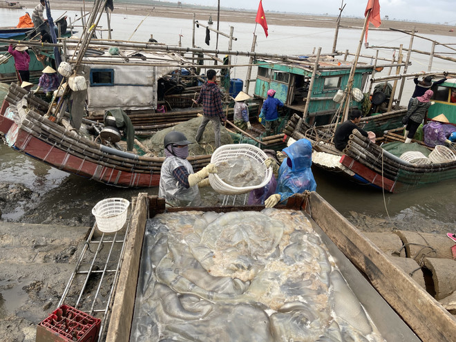 Ngư dân Thanh Hóa rộn ràng bước vào mùa đánh bắt sứa biển ảnh 1