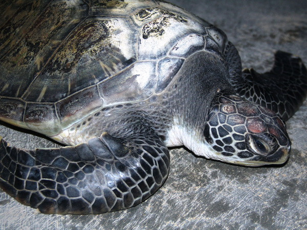 Quảng Bình: Vận động ngư dân thả vích quý hiếm trở lại biển ảnh 1