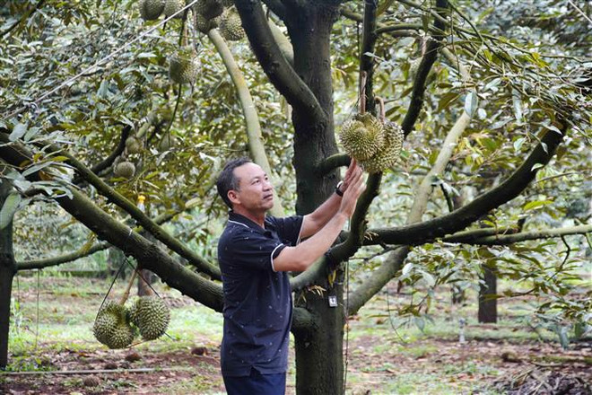 Giá sầu riêng đầu vụ tăng cao, nông dân Đắk Lắk vừa mừng vừa lo ảnh 2