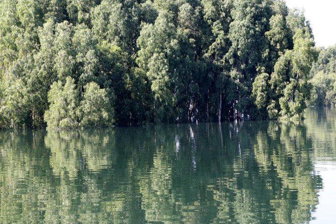 Phủ xanh vùng đất bán ngập để tạo cảnh quan du lịch hồ Thác Bà ảnh 1