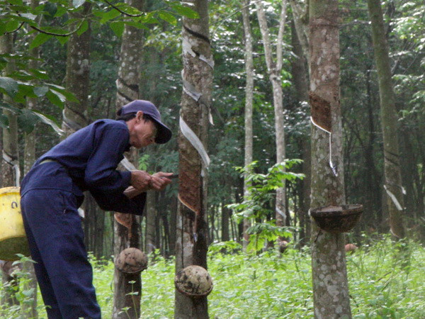 Nông dân tại Đắk Nông chặt bỏ gần 400ha cao su vì lỗ nặng ảnh 1