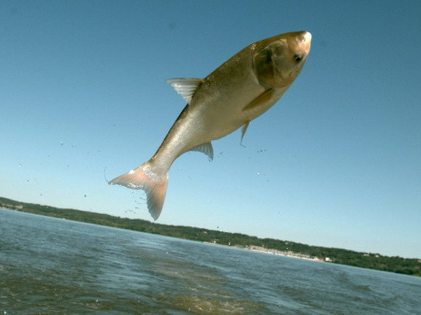 Cá chép châu Á "xâm lược" các vùng nước ở Canada và Mỹ ảnh 1