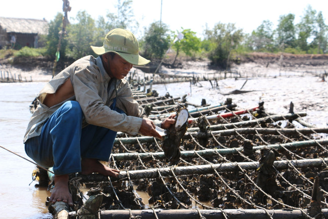 Bến Tre: Hàu chết hàng loạt vì độ mặn cao, nông dân điêu đứng ảnh 1