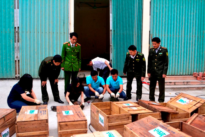 54 cá thể tê tê java quý hiếm được tái thả về với thiên nhiên ảnh 3